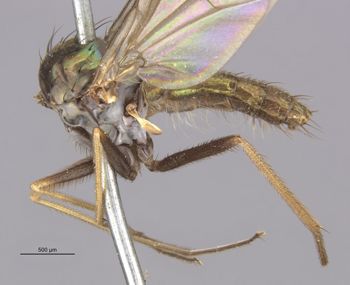 Media type: image;   Entomology 12883 Aspect: habitus lateral view